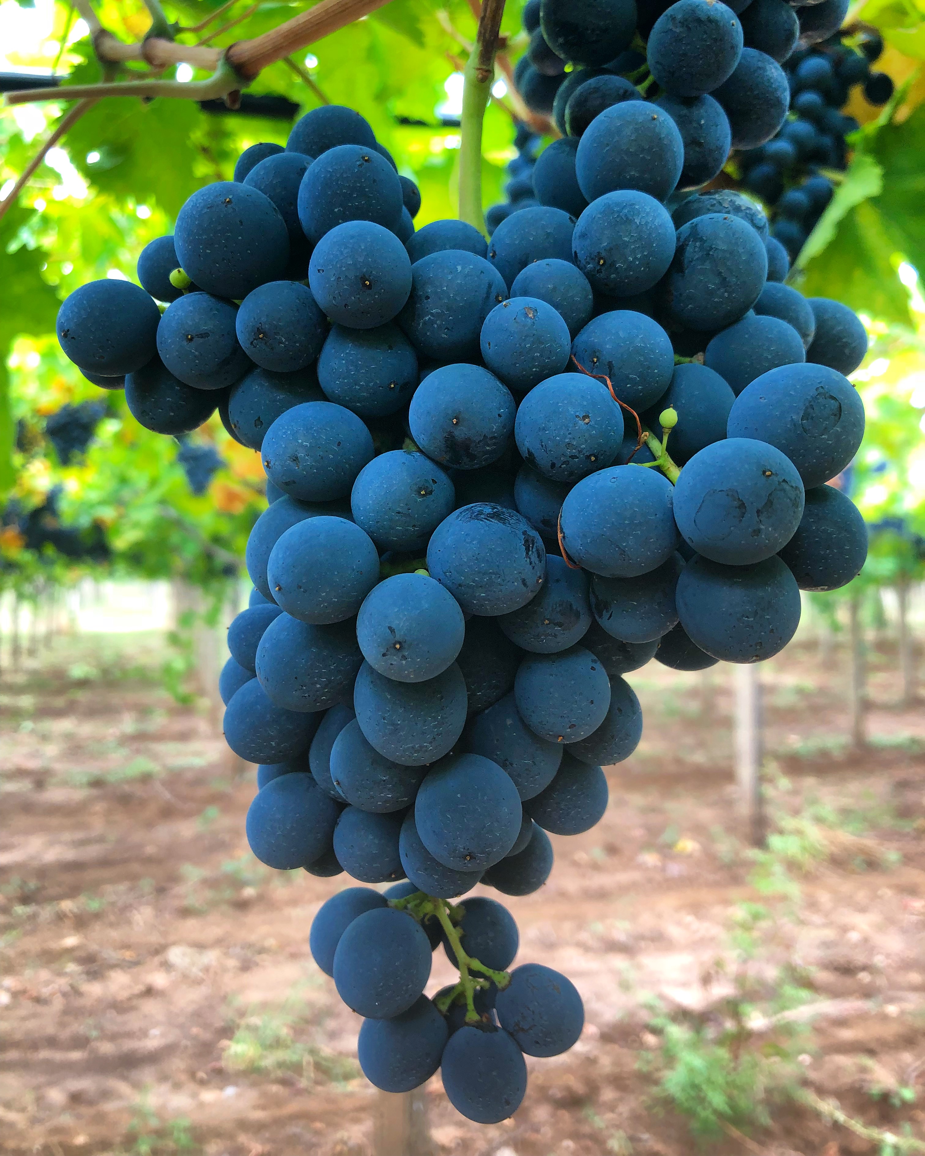 Uva Montepulciano