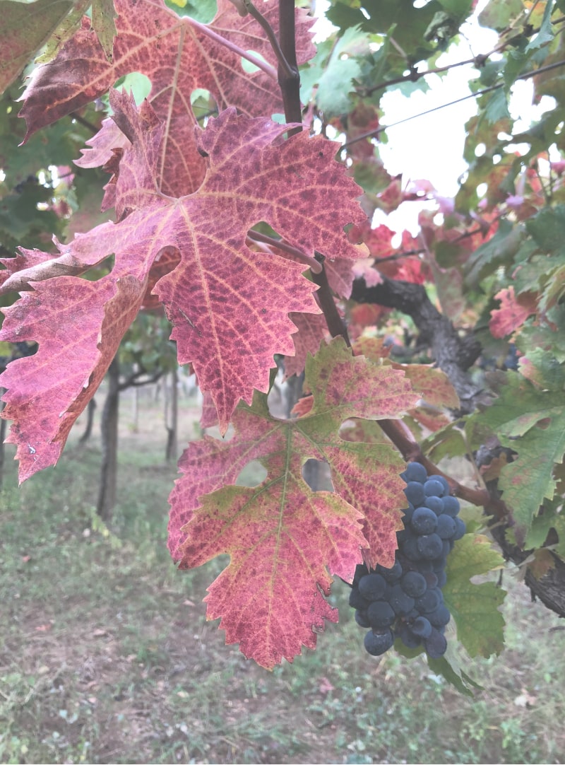 Vite di Montepulciano