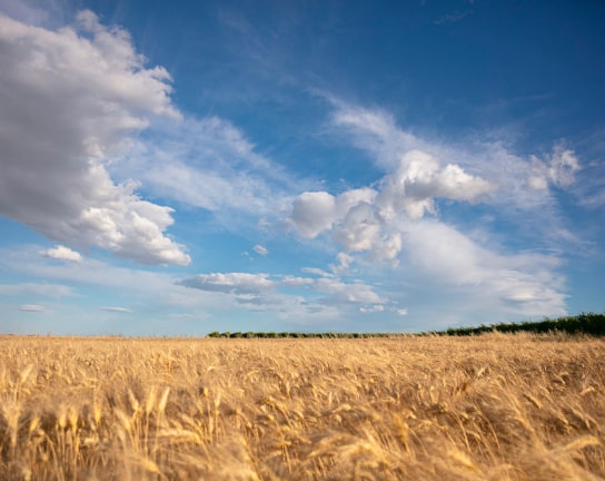 Tenute Martarosa in estate