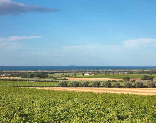 Tenute Martarosa in primavera